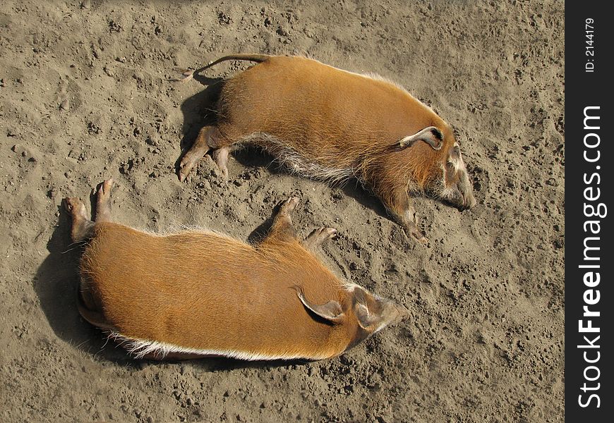 Two wild pigs in the Moscow zoo sleeping in the sand. Two wild pigs in the Moscow zoo sleeping in the sand