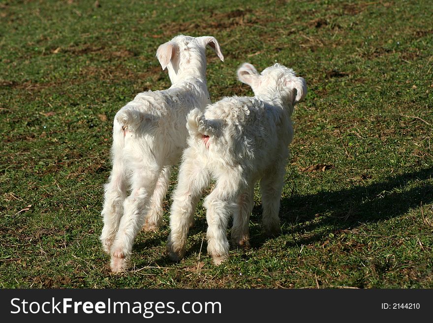 Two backsides of little lambs. Two backsides of little lambs