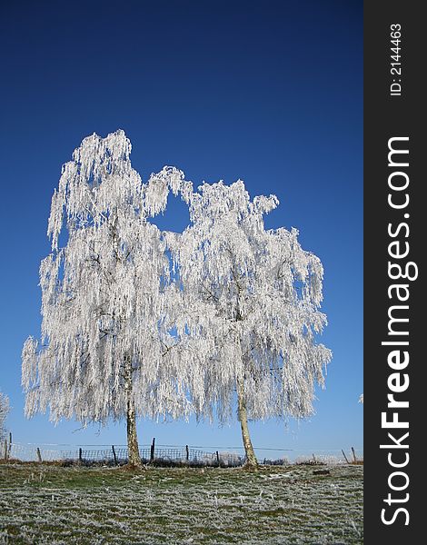 Frozen trees on blue sky background. Frozen trees on blue sky background