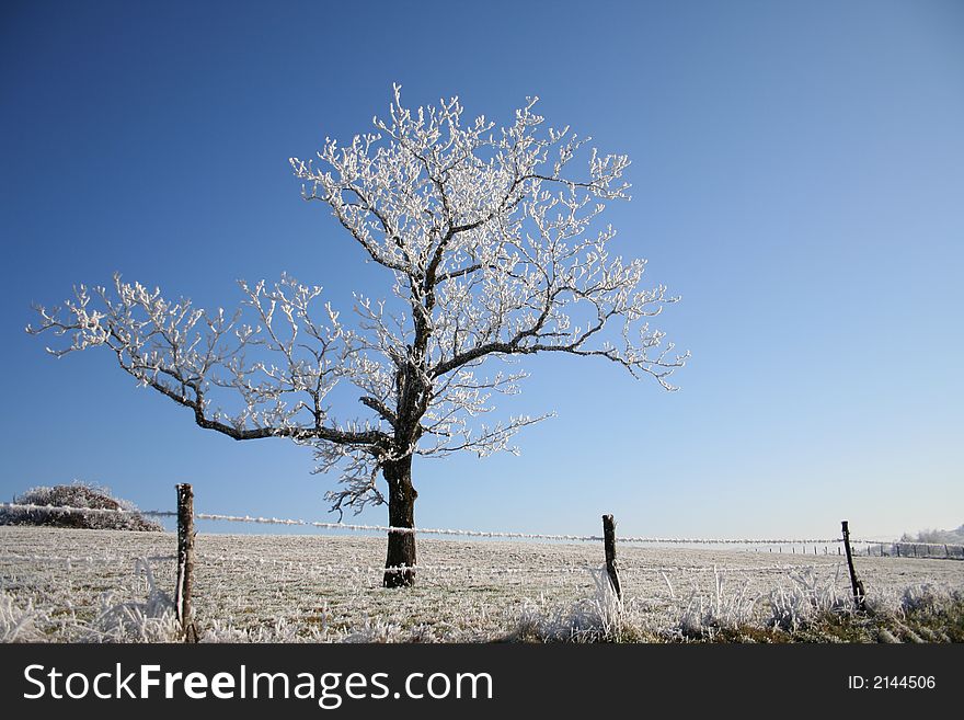 Frozen fruit tree on blue sky. Frozen fruit tree on blue sky