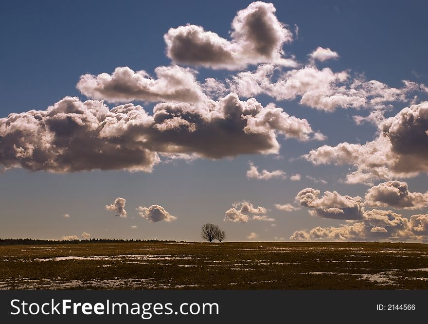 Lonely tree under low floating clouds