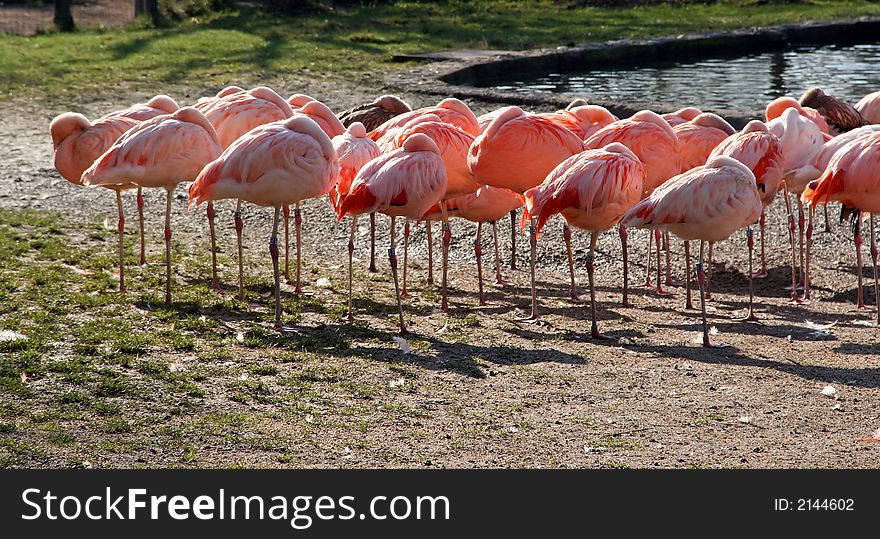 Pink Flamingo near the pond