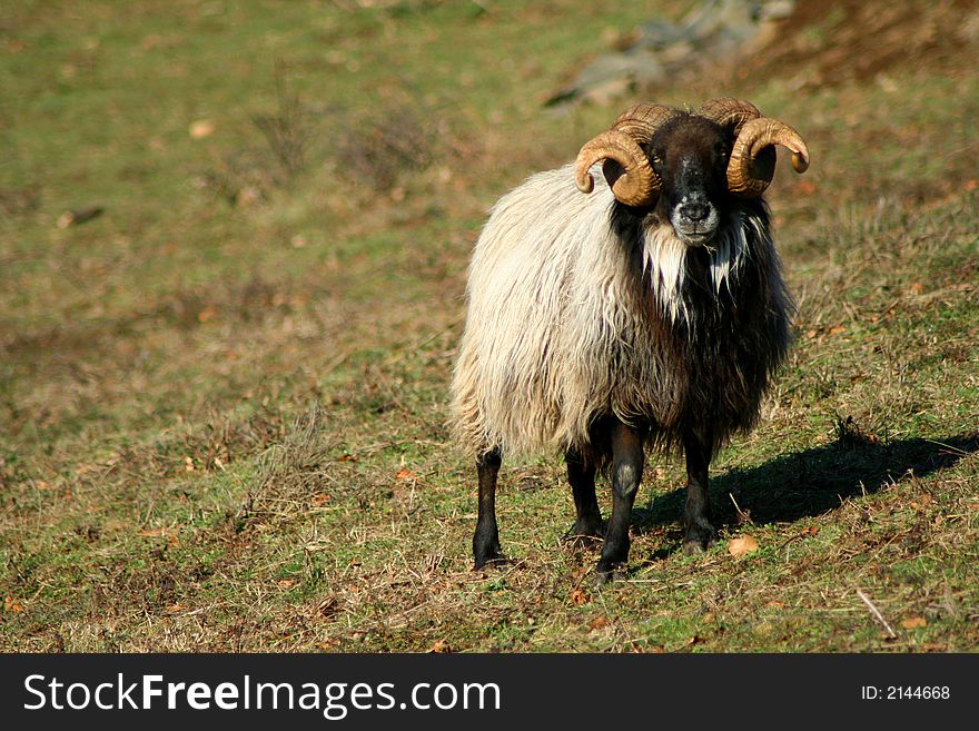 Ram looking curious on farm. Ram looking curious on farm