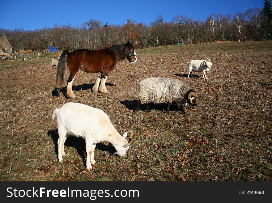 Farm family, horse, ram and goats. Farm family, horse, ram and goats