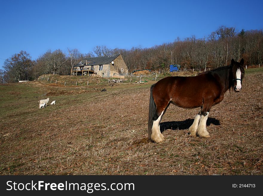 Horse in field on farm. Horse in field on farm