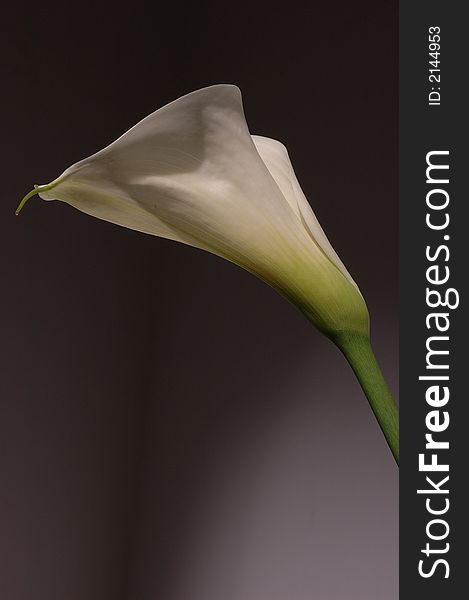 White calla lily on grey background