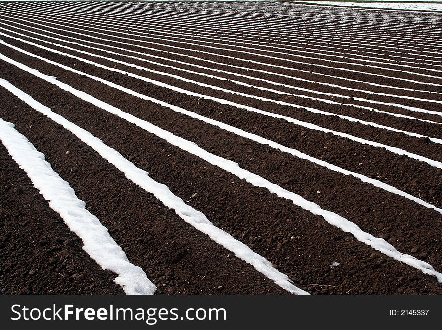Field of potatoes in early spring time
