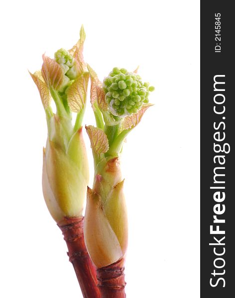 Fresh spring bud against white background