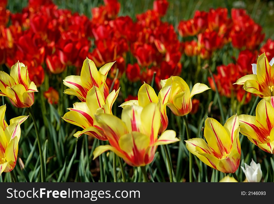 Meadows of red and yellows tulips