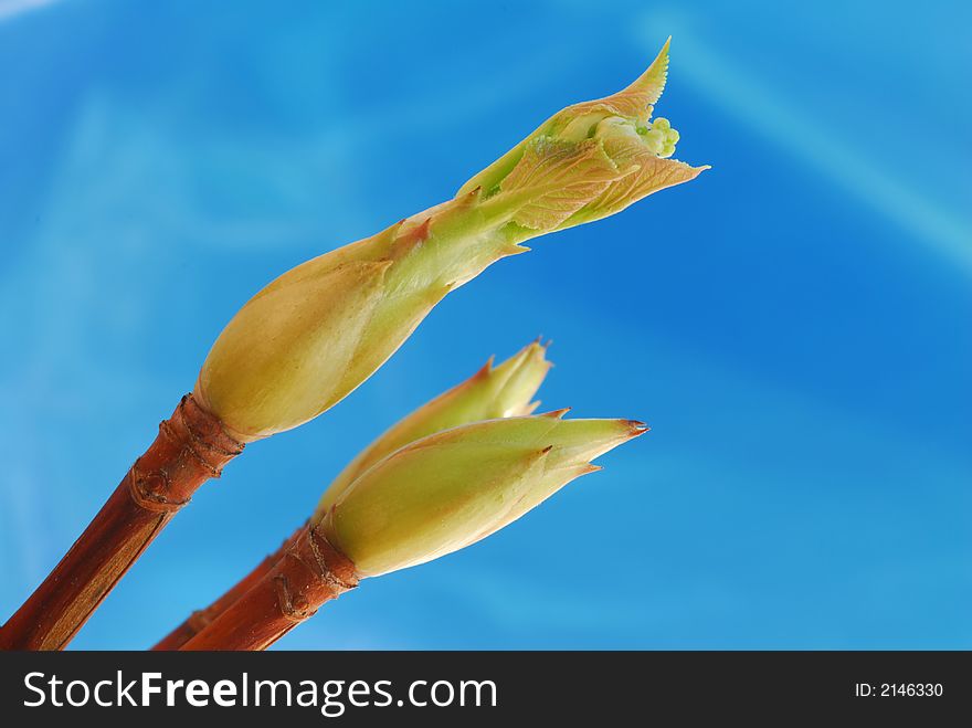 Spring bud against blue background