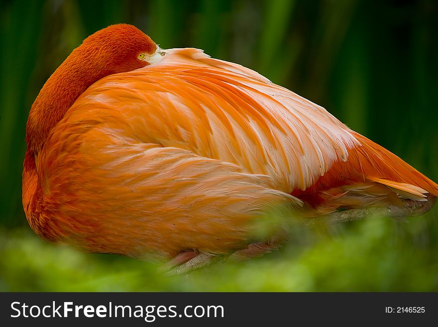 Shot of a flamingo hiding his face under his wing.