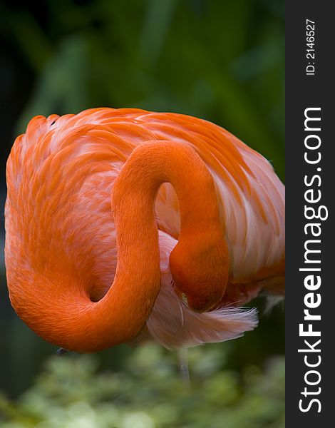 Shot of a flamingo's neck in a curved position.