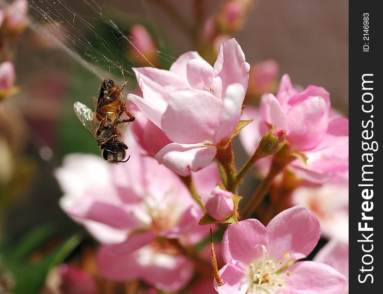 Honeybee In Spider s Web