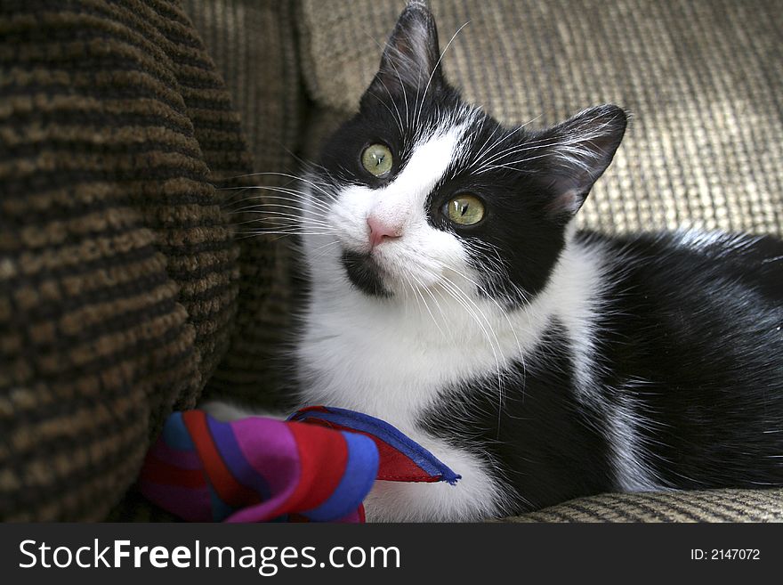 Black/white cat with silk scarf. Black/white cat with silk scarf