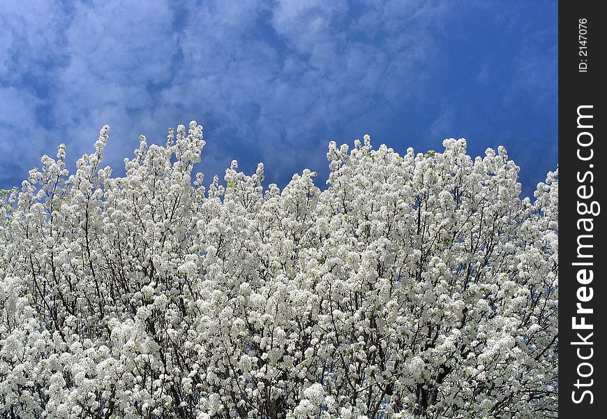 Pear blossoms against a blue sky and clouds. Pear blossoms against a blue sky and clouds.