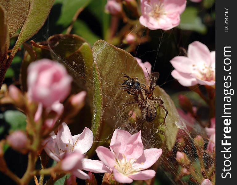 Spider Captures Live Honeybee in Web. Spider Captures Live Honeybee in Web