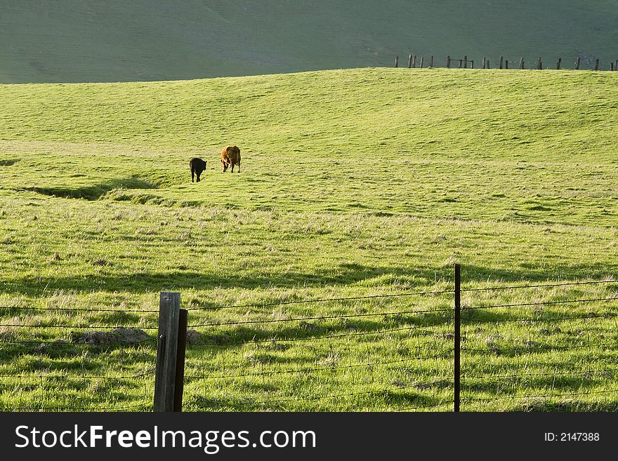 Cows in the pasture, feeding on grass, green hillside. Cows in the pasture, feeding on grass, green hillside