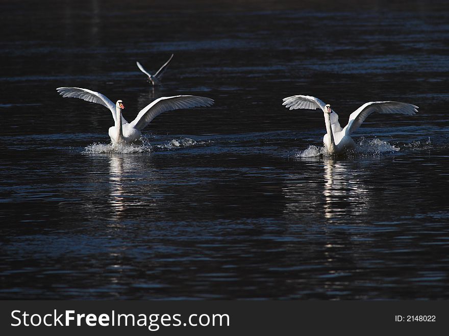 A close up of white swans floating in water