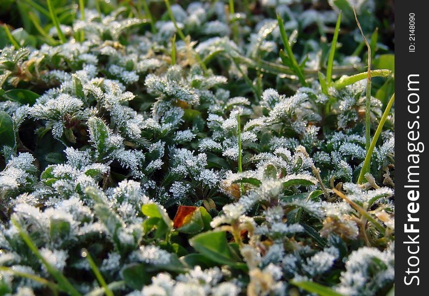 The first spring morning sunshine falling on the grass. The first spring morning sunshine falling on the grass