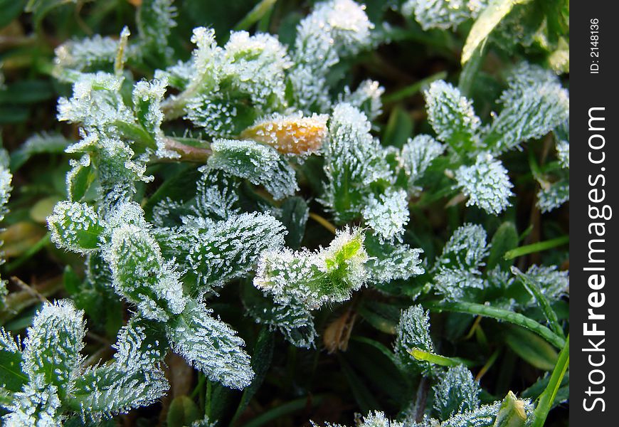 The first spring morning sunshine falling on the grass. The first spring morning sunshine falling on the grass