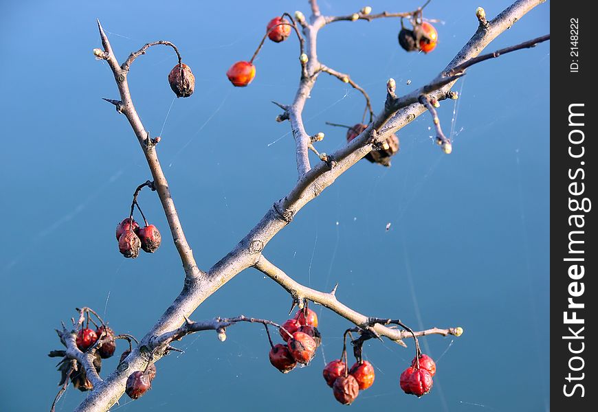A detail of a branch with red fruits on it. A detail of a branch with red fruits on it