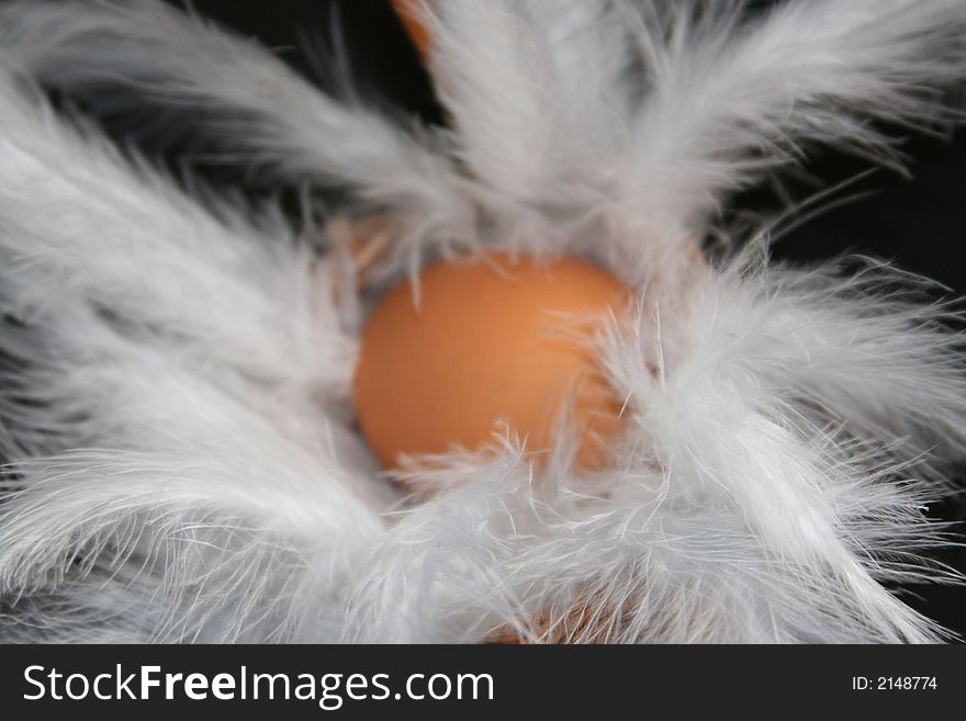 Brown egg with white feather. Brown egg with white feather