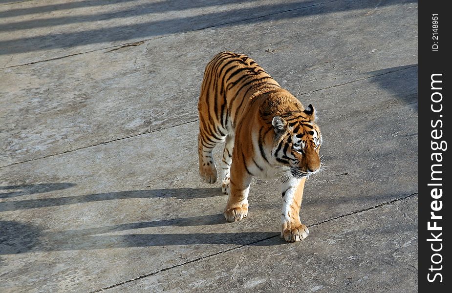 Tiger walking on the ground