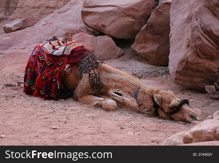 Camel in the Colored Canyon in Egypt. Camel in the Colored Canyon in Egypt