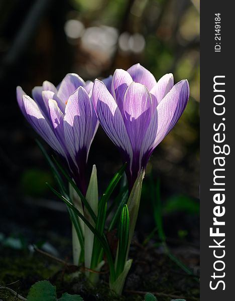 Crocuses blooming on the early spring