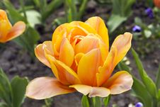 Yellow Tulip. Royalty Free Stock Photo Yellow Tulip. Royalty Free Stock Photo