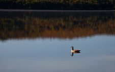 Lonely Goose On The Lake Stock Images