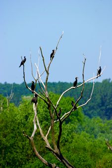 Birds On The Branches Royalty Free Stock Photography Birds On The Branches Royalty Free Stock Photography