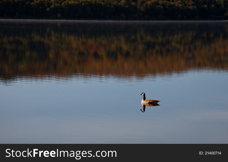 Lonely goose on the Carpenter lake. Lonely goose on the Carpenter lake