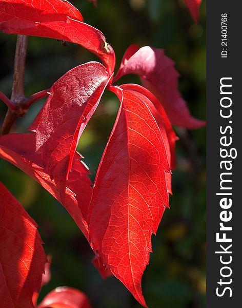 Red autumn leaves close-up