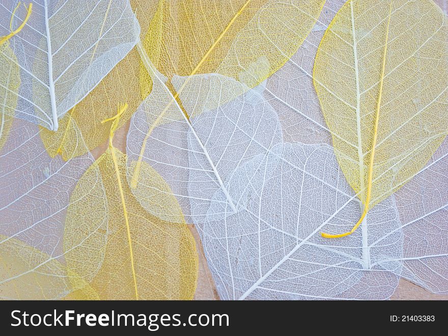 White and yellow skeleton leaves textured background. White and yellow skeleton leaves textured background