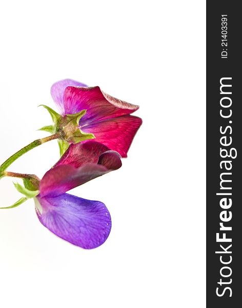 Sweet pea flower on white background close up
