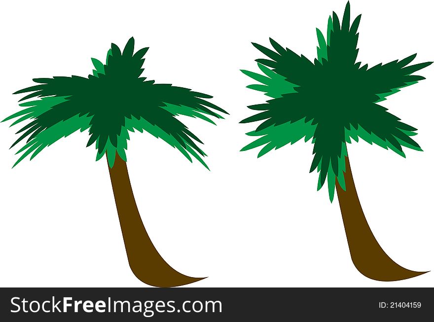 Tropical Palm Tree