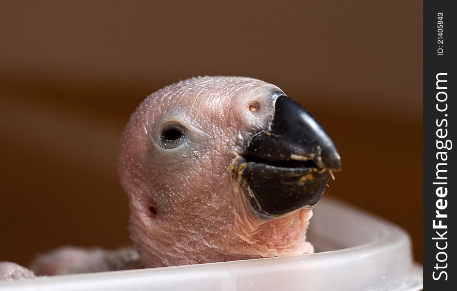A 3 week old african grey parrot chick