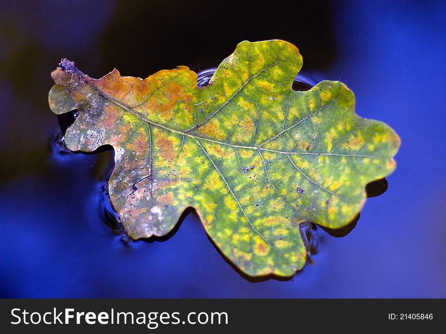 Colorful picture of a beautifully aged leave, in bright blue water. Colorful picture of a beautifully aged leave, in bright blue water