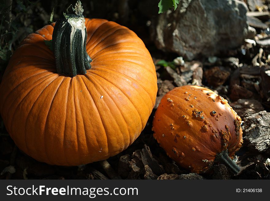 Two pumpkins, one large and one small, sitting in wood chips.