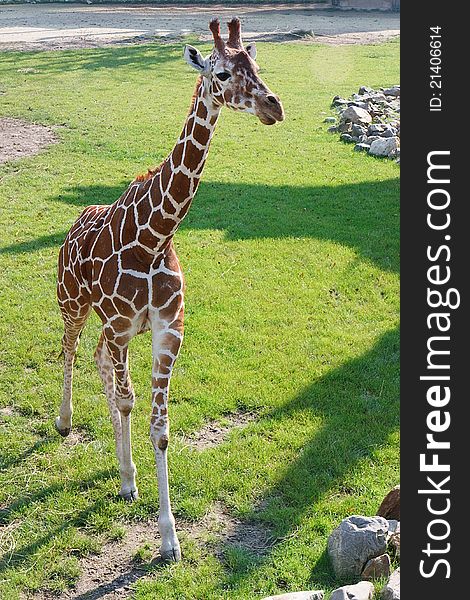 Young Giraffe, Rotterdam Zoo