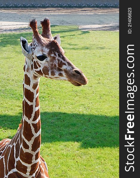 Portrait of a Young Giraffe, Rotterdam Zoo