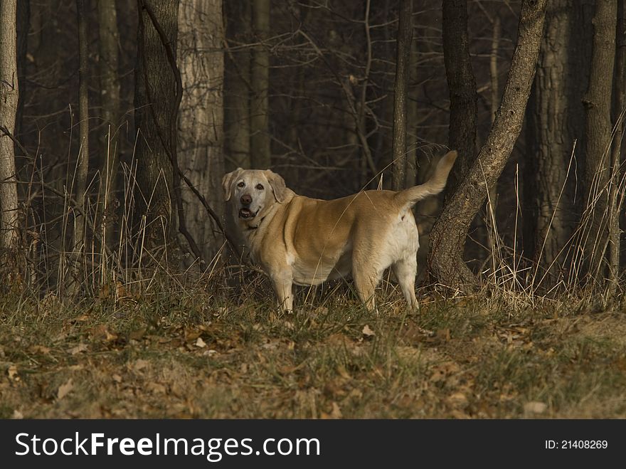 Yellow lab out for hunt in woods of Maryland.