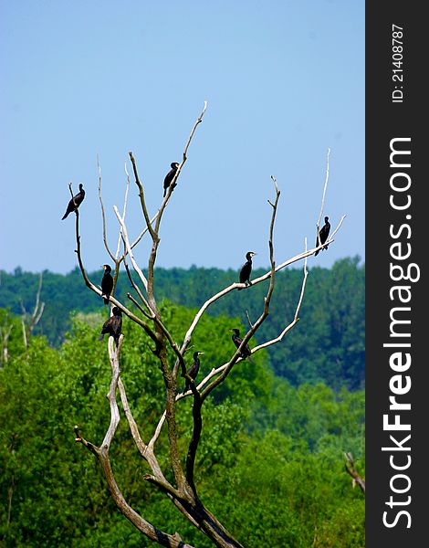 Birds on the branches in the forest