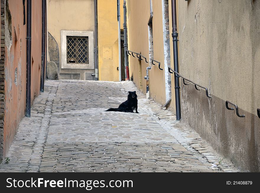 Doggy on narrow street with metallic railing. Street in Camerino city near Ancona and Macerata of Italy. Doggy on narrow street with metallic railing. Street in Camerino city near Ancona and Macerata of Italy