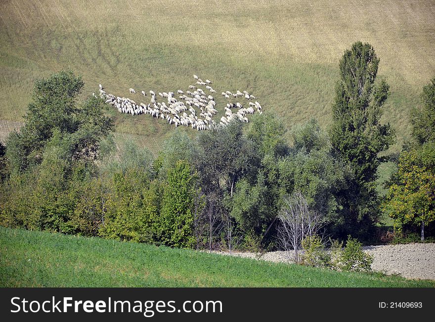 Sheep in high mountains near pine forest. Sheep in high mountains near pine forest