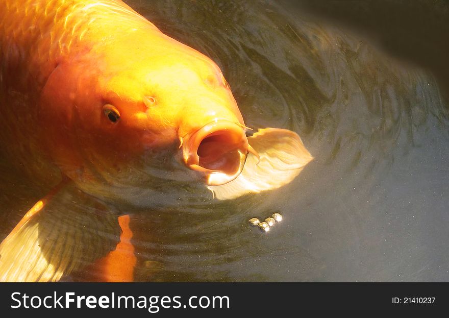 Close up of koi fish eating food in pond. Close up of koi fish eating food in pond