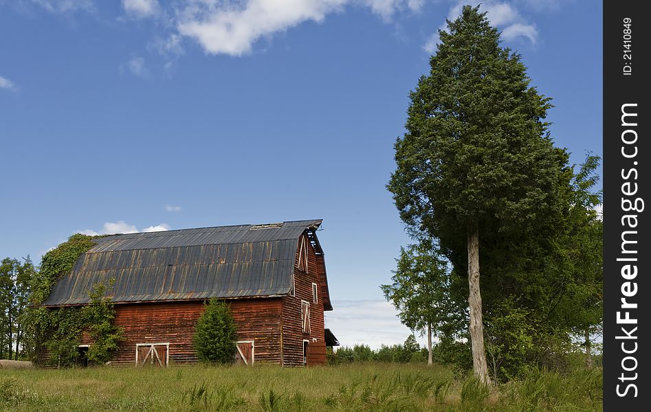 A tall red barn beside cedar trees