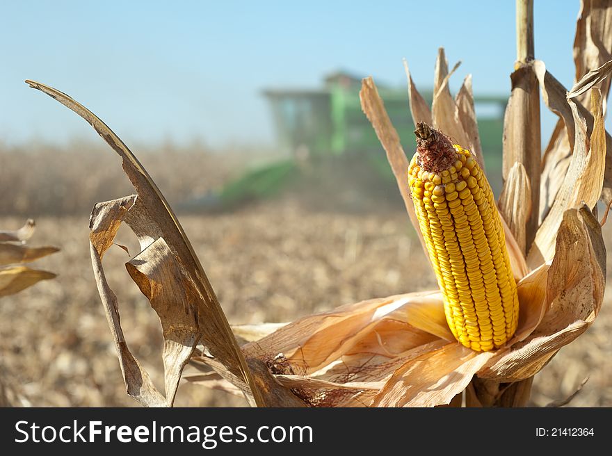 Corn field at harvest time