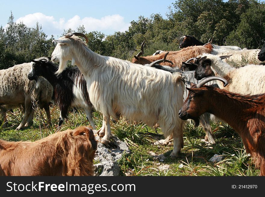 Background image of goats on the mountain